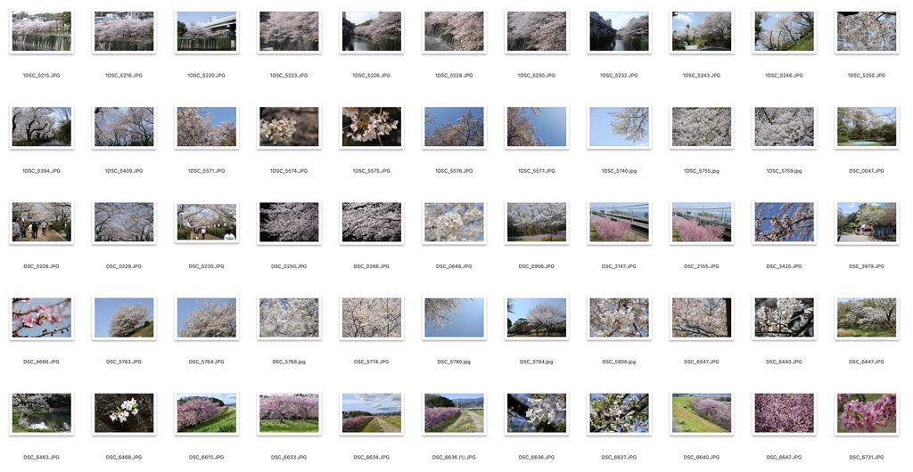 【背景資料画像】桜のある風景