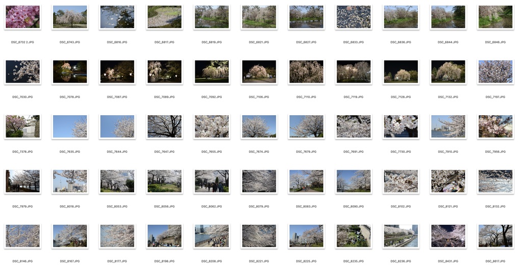 【背景資料画像】桜のある風景