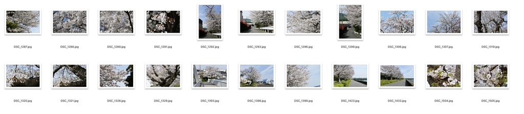 【背景資料画像】桜のある風景