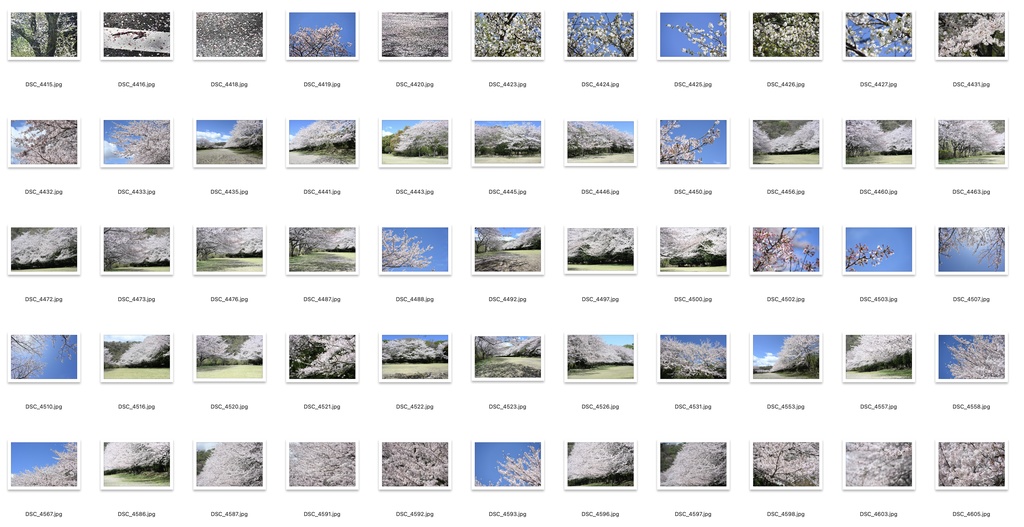 【背景資料画像】桜のある風景