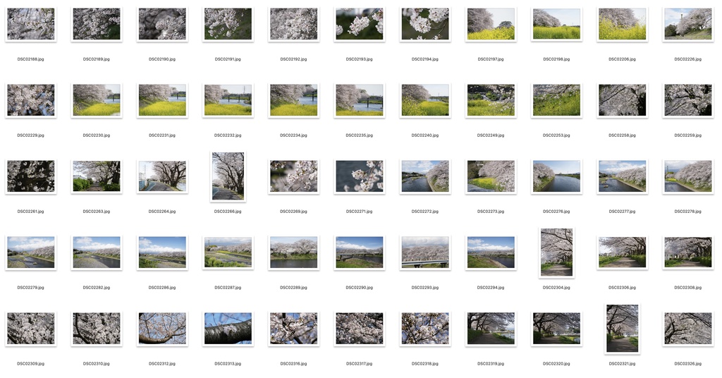 【背景資料画像】桜のある風景