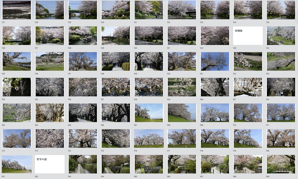 【背景資料画像】桜のある風景