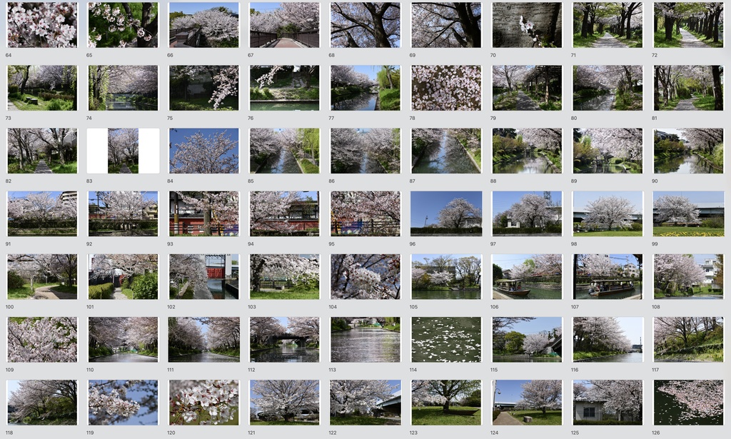 【背景資料画像】桜のある風景