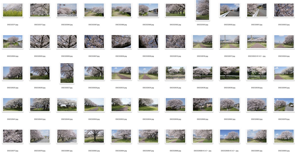 【背景資料画像】桜のある風景