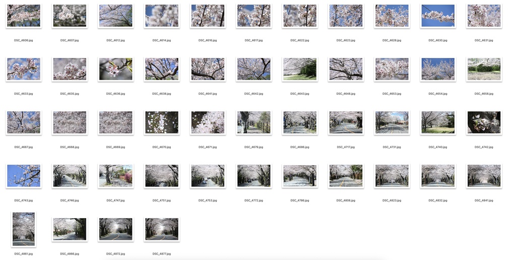 【背景資料画像】桜のある風景