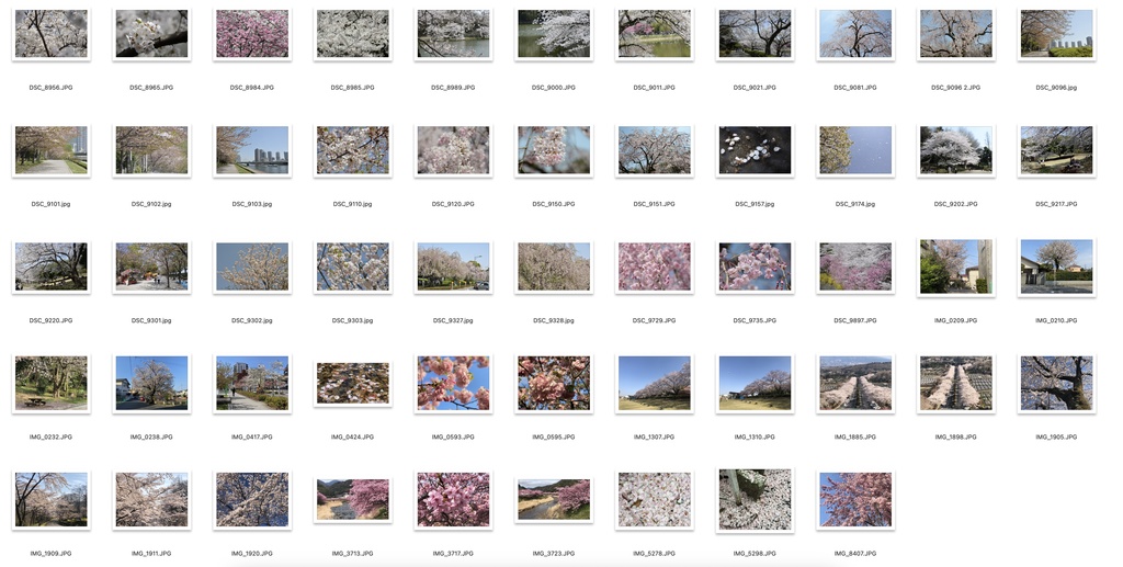 【背景資料画像】桜のある風景