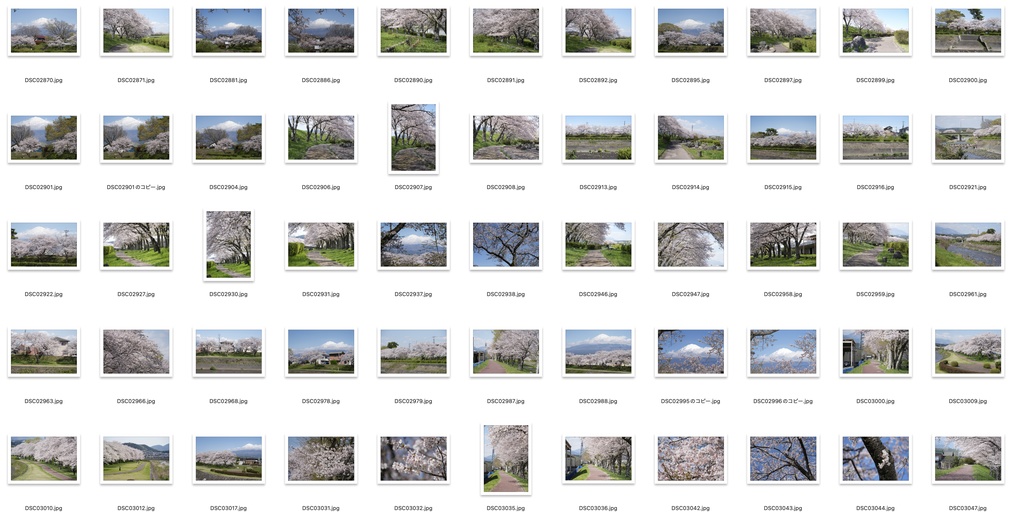 【背景資料画像】桜のある風景