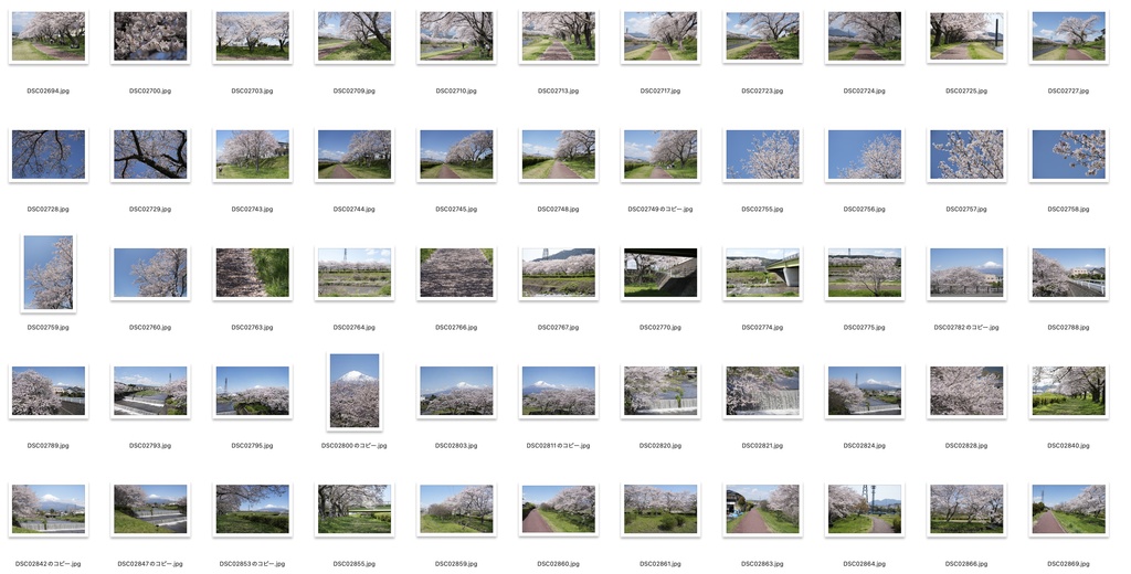 【背景資料画像】桜のある風景