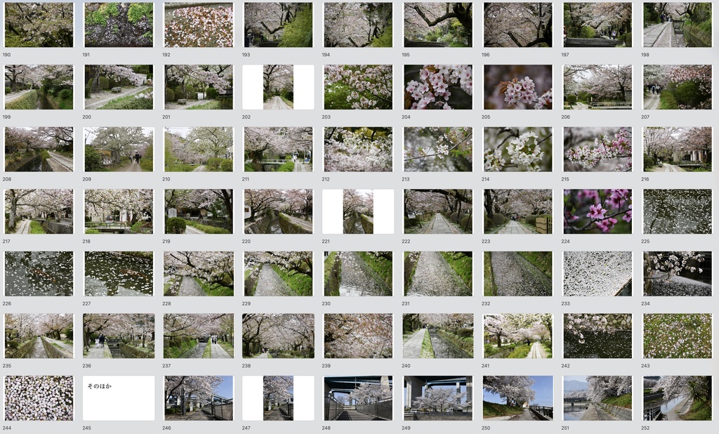 【背景資料画像】桜のある風景