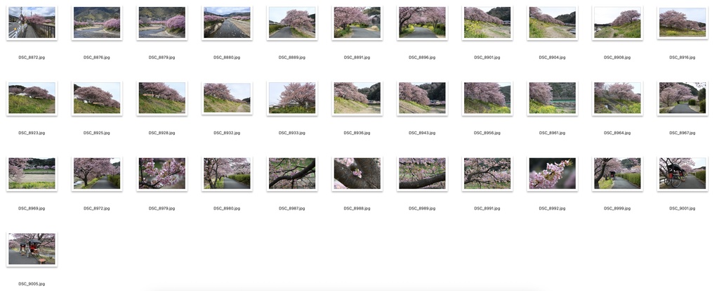 【背景資料画像】桜のある風景