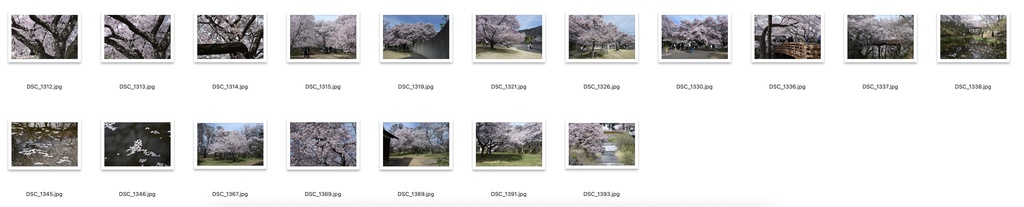 【背景資料画像】桜のある風景