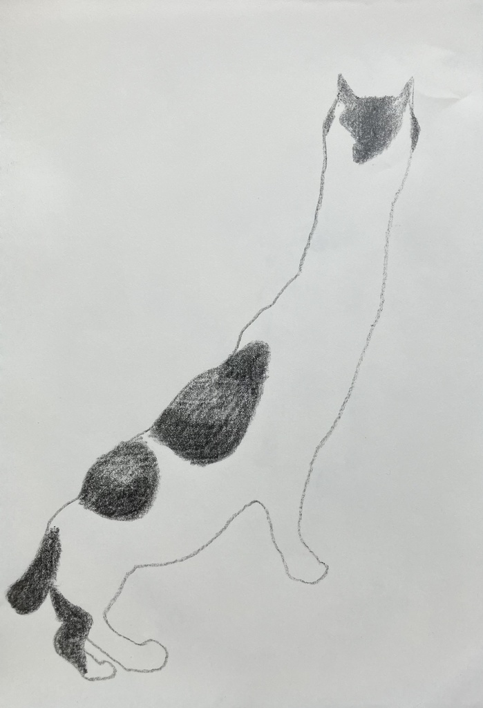 のびるねこ　2024.4.27
