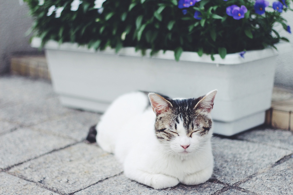 日常系BGM(木琴)