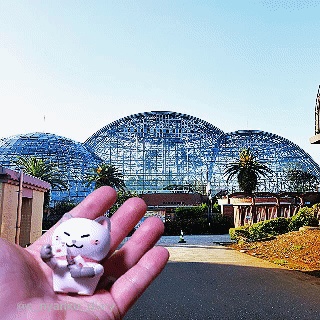 てのひらにゃんこキット