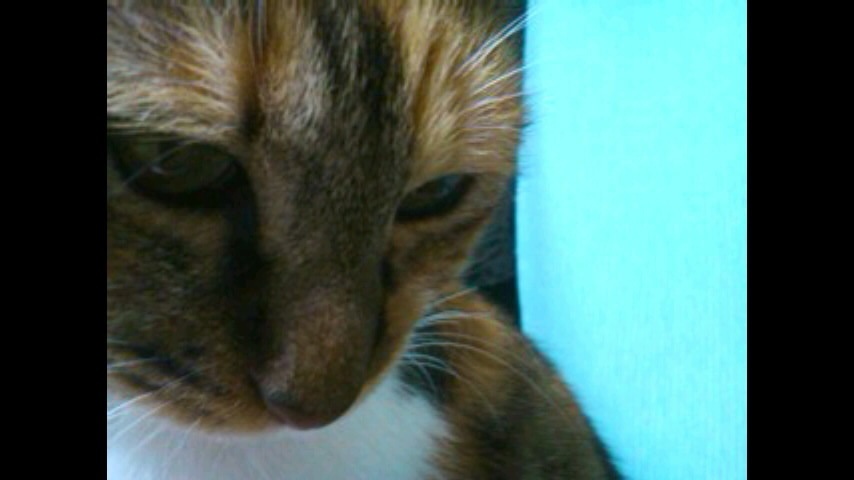 ねこ