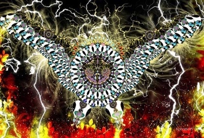 ポストカード「梟」