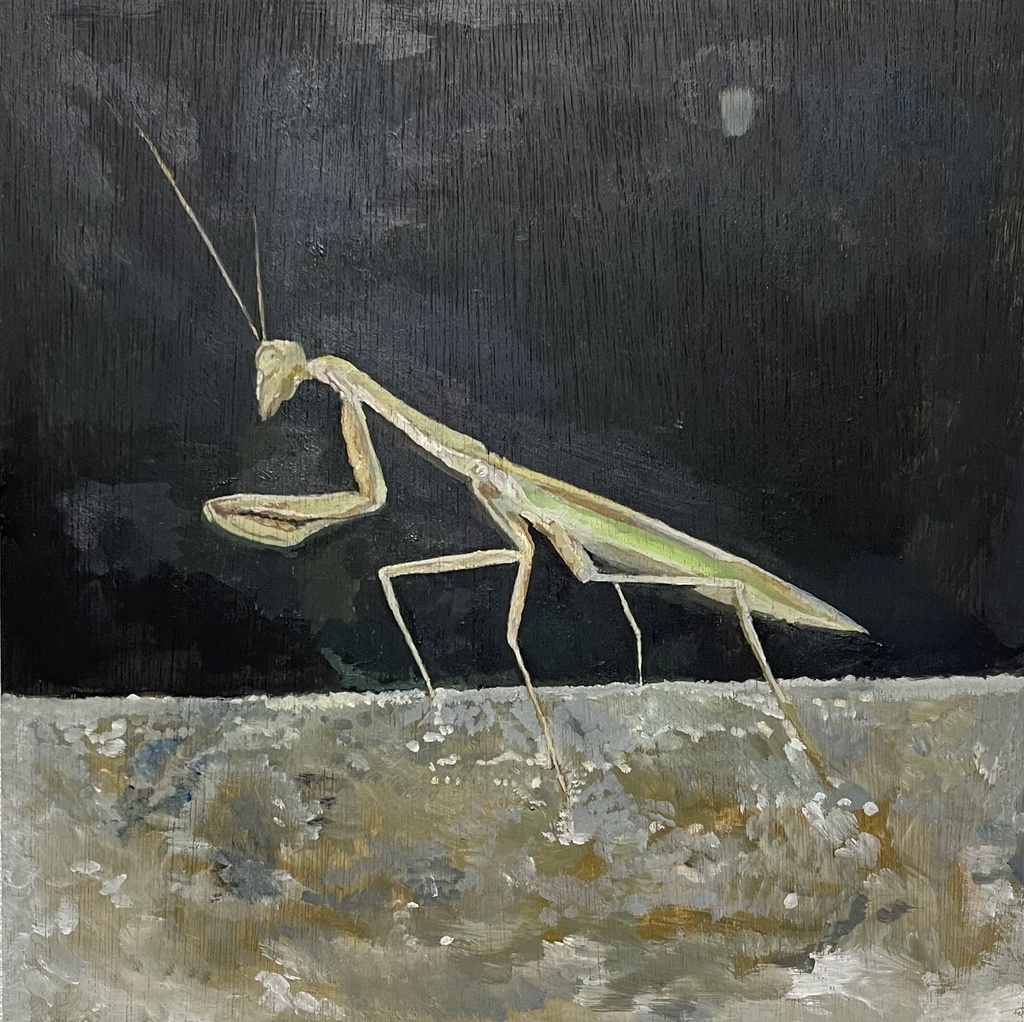『夜に浮かんだ祈り』 praying mantis portrait