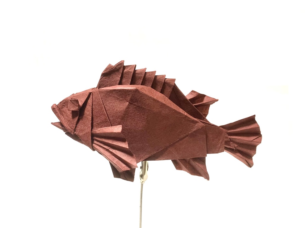 カサゴの展開図/Marbled rockfish CP