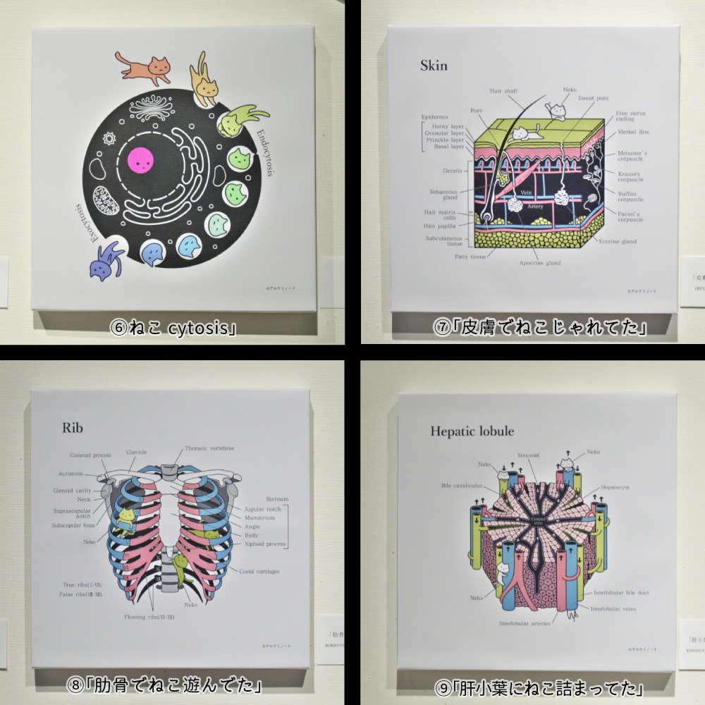 ※解剖学とねこ(改訂版)キャンバスアート【送料込】