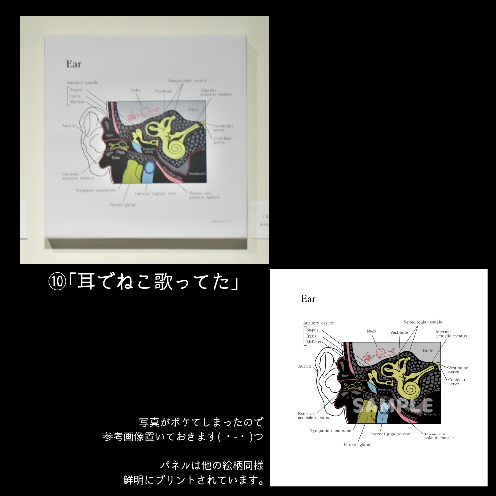 ※解剖学とねこ(改訂版)キャンバスアート【送料込】