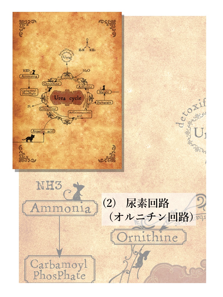 アンティーク風生化学ポスカ(2枚組)