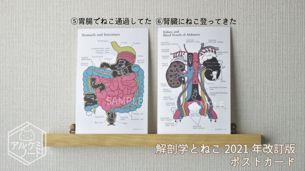 解剖学とねこポストカード 【2021年改訂版】