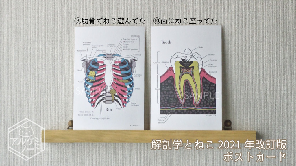 解剖学とねこポストカード 【2021年改訂版】