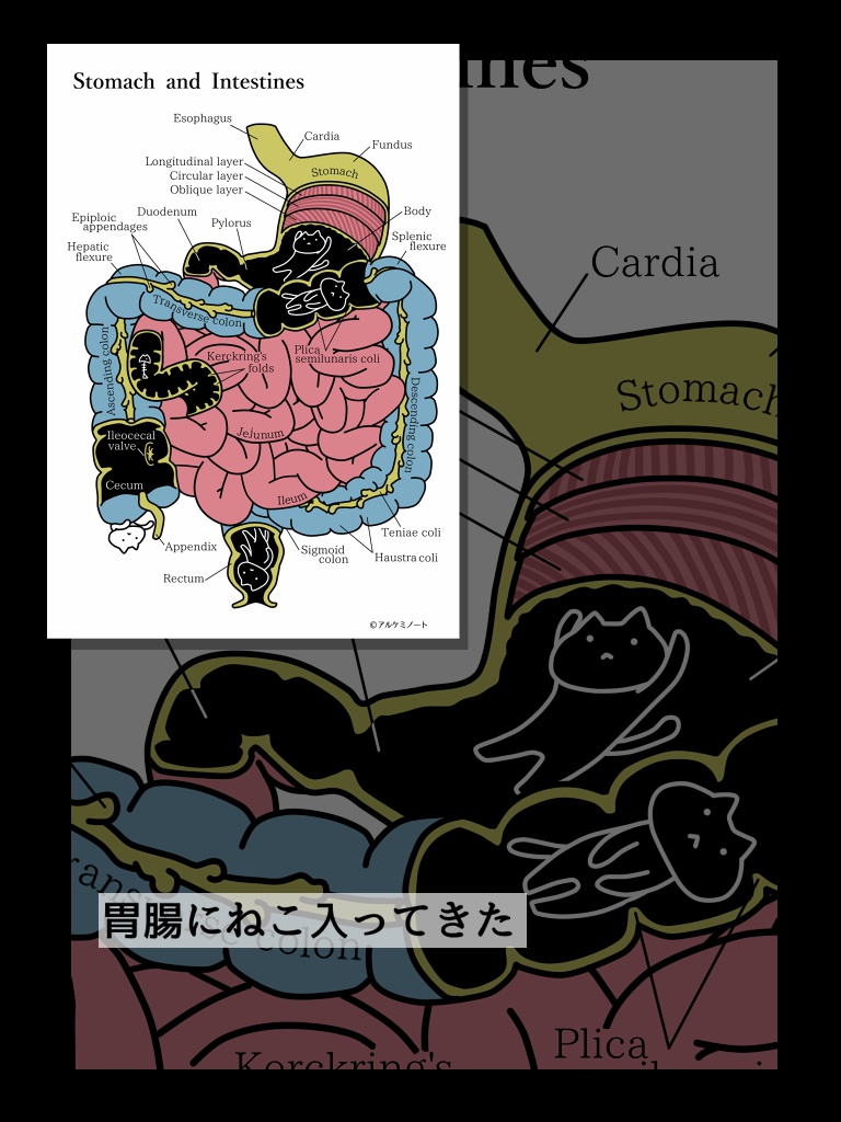 解剖学とねこポスカ
