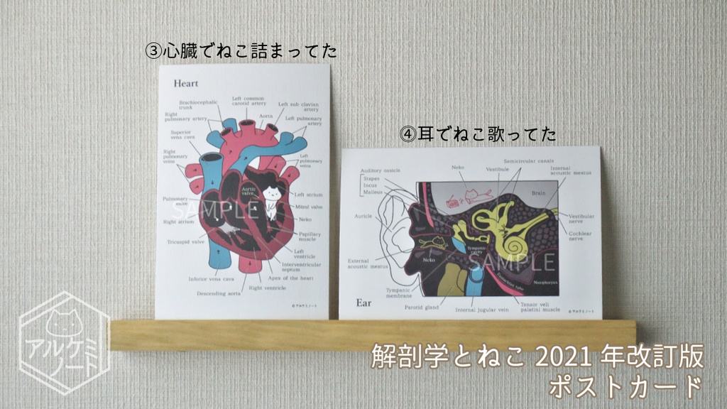 解剖学とねこポストカード 【2021年改訂版】