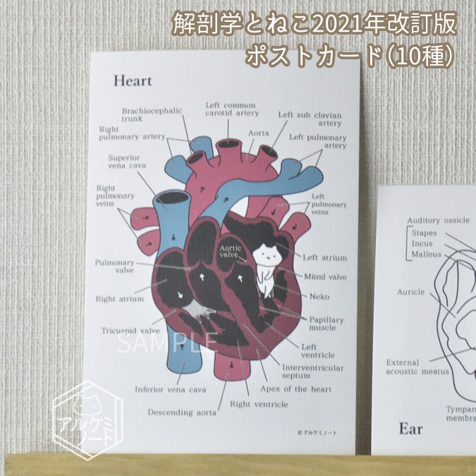 解剖学とねこポストカード 【2021年改訂版】