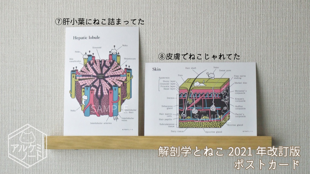 解剖学とねこポストカード 【2021年改訂版】