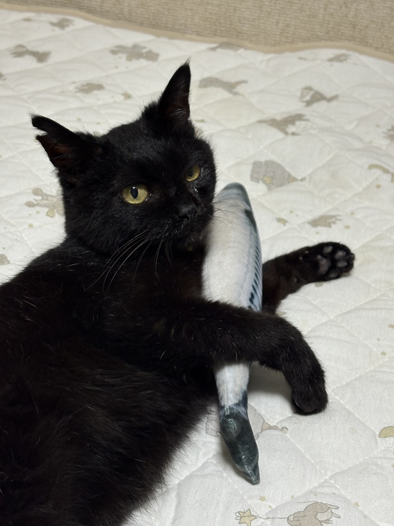 あーるさん専売