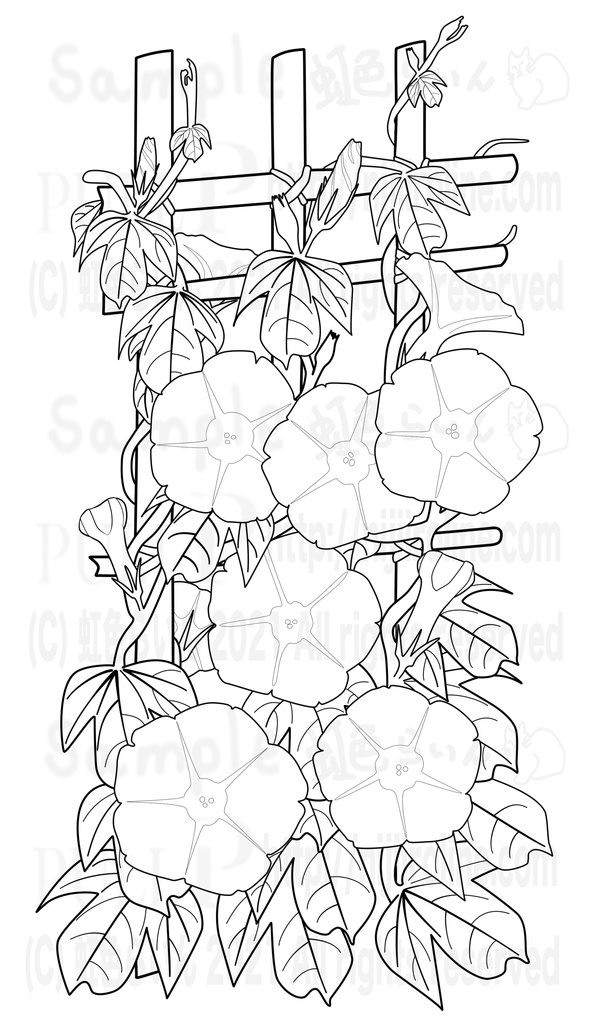 No.3 朝顔(1987 x 3418 px、350dpi、 jpg 、png)