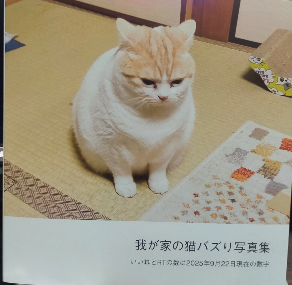我が家の猫写真集(バズりver)