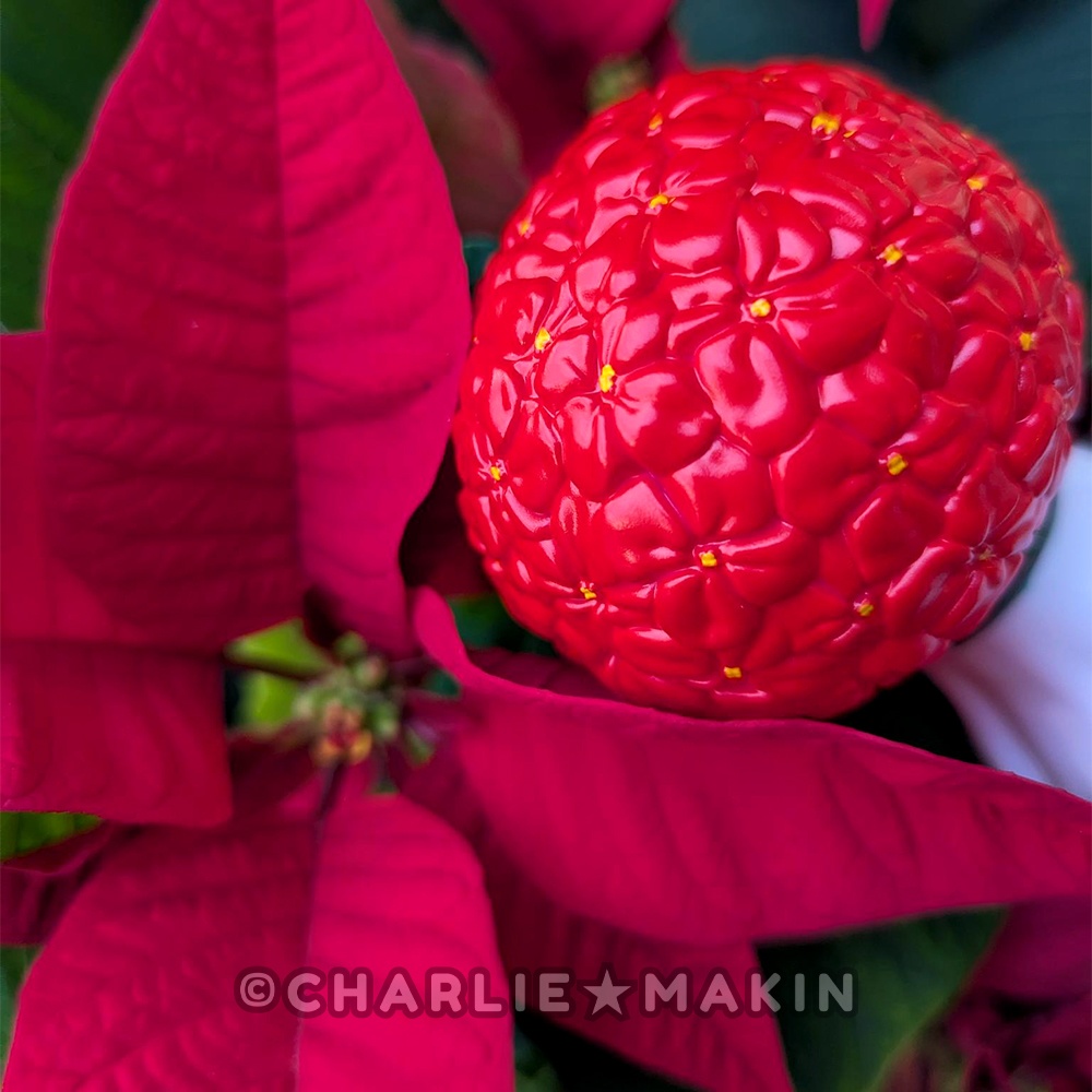 ✨新作✨てるてるハナバナ ★ ソフビ (ポインセチアカラー版)🎄