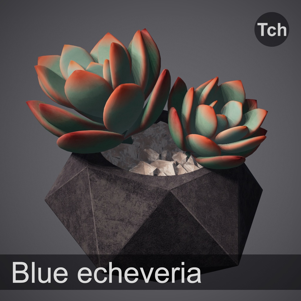 3D Blue echeveria: succulent in a pot || 3D 青いエケベリア: 鉢植えの多肉植物