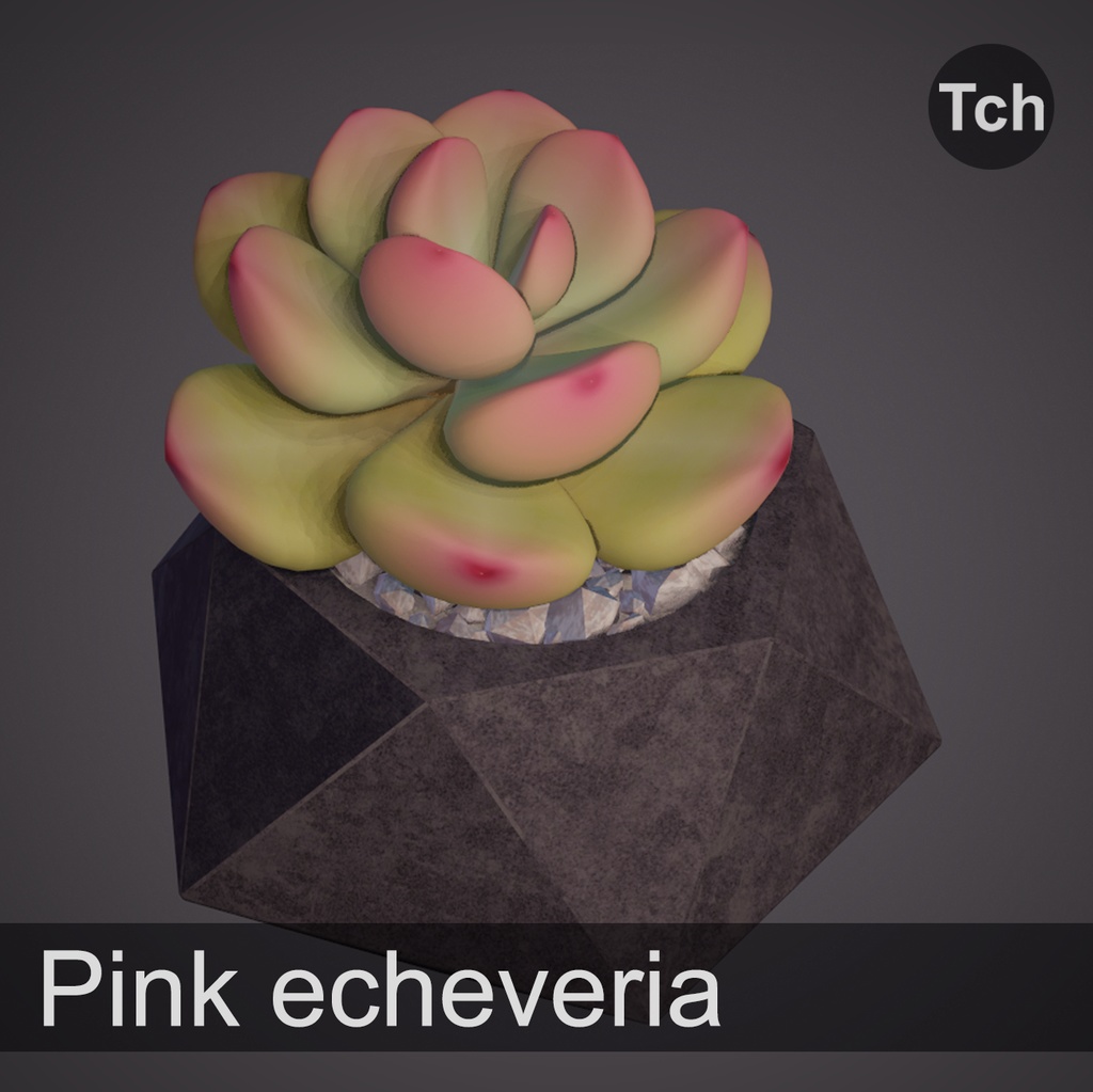 3D Pink echeveria: succulent in a pot || 3D ピンクのエケベリア:鉢植えの多肉植物