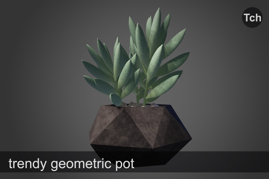 3D Silvery senecio: succulent in a pot || 3D 銀色のセネシオ: 鉢植えの多肉植物