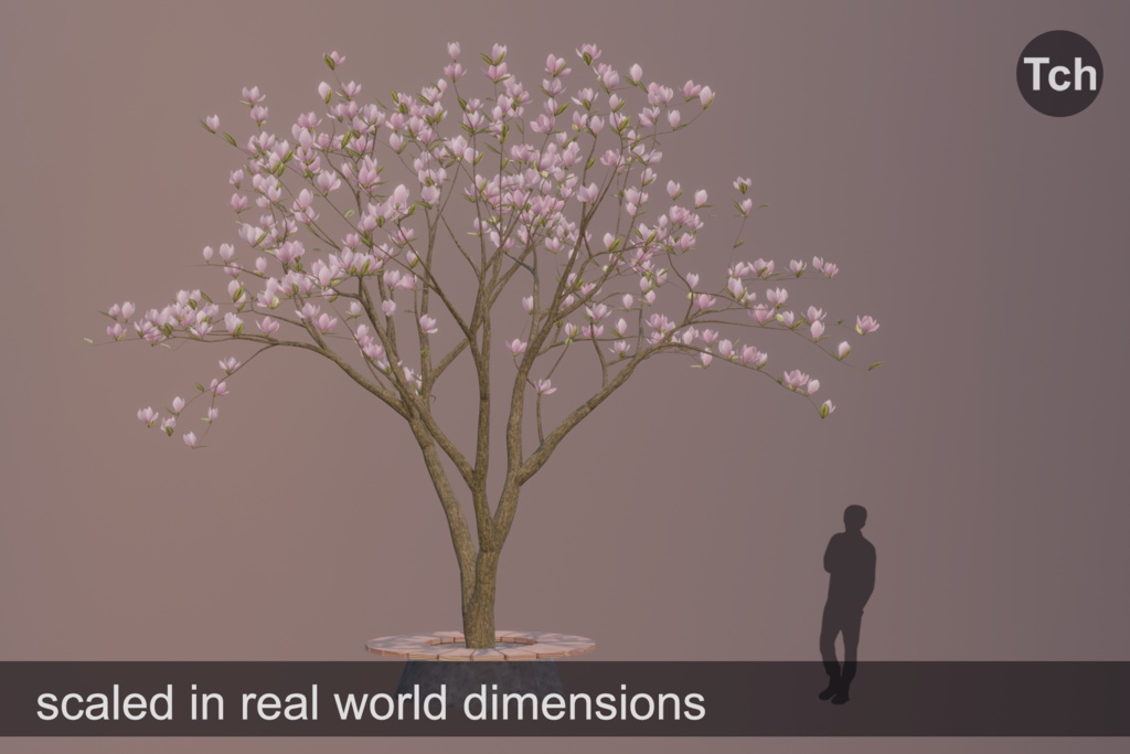 Pink magnolia tree (3D) || マグノリアピンク(3D)