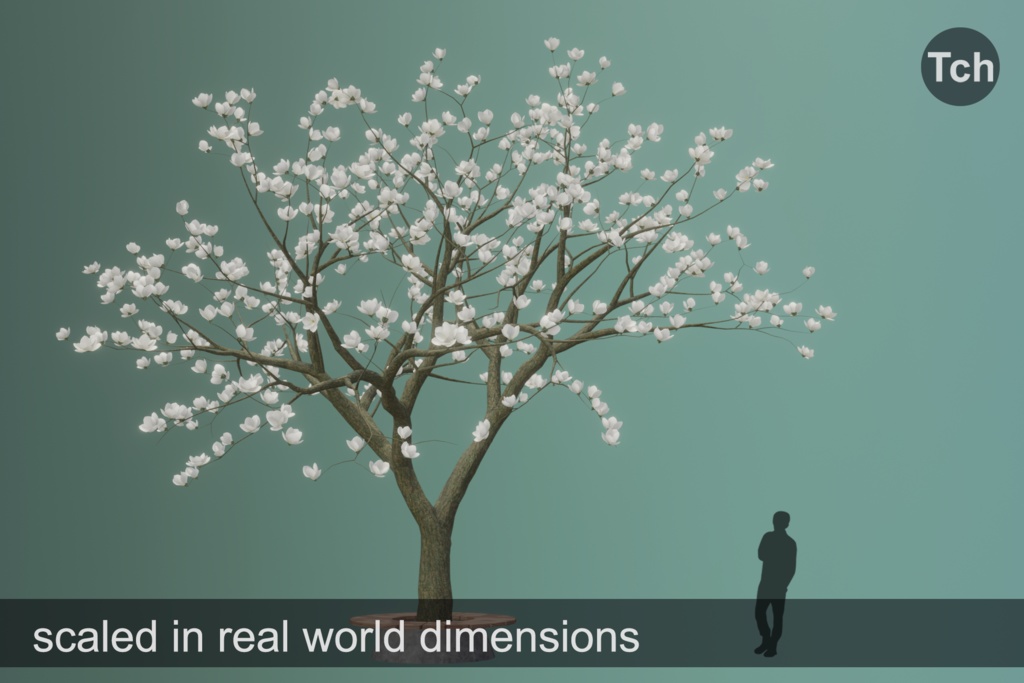 White magnolia tree (3D) || マグノリア ホワイト (3D)