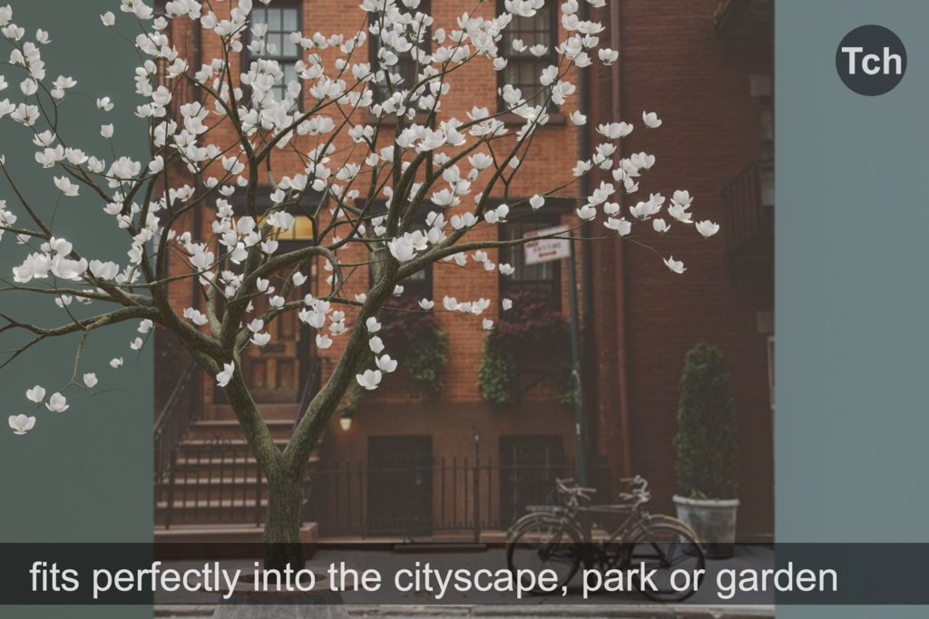 White magnolia tree (3D) || マグノリア ホワイト (3D)