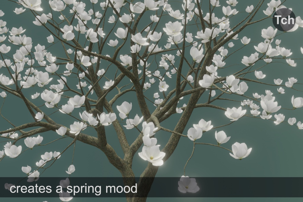 White magnolia tree (3D) || マグノリア ホワイト (3D)