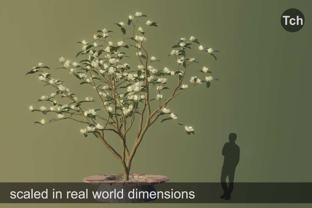 Yellow magnolia tree (3D) || マグノリア イエロー (3D)