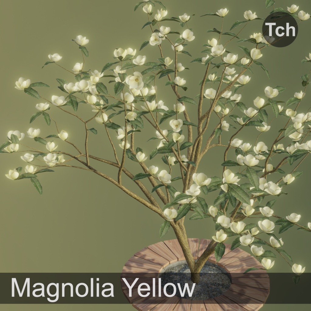 Yellow magnolia tree (3D) || マグノリア イエロー (3D)