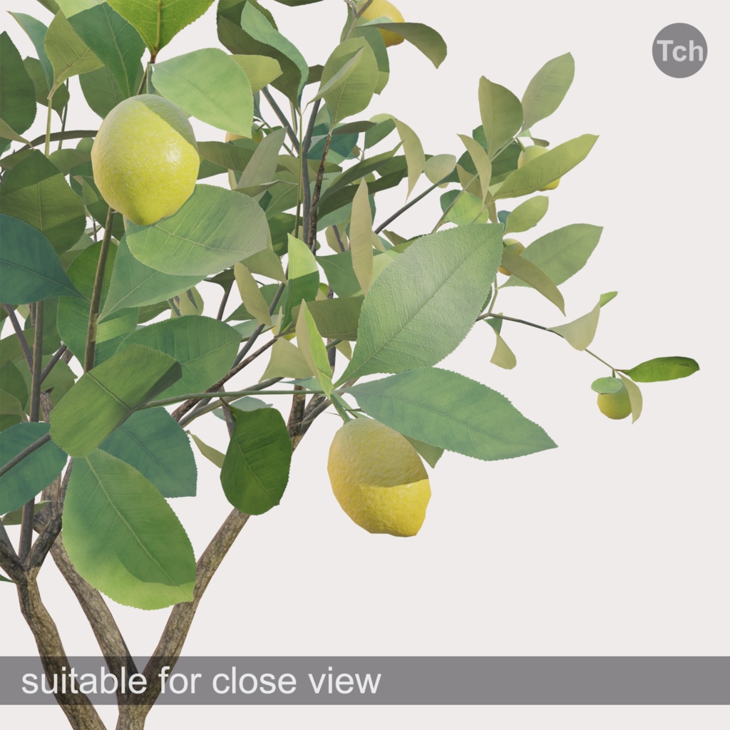 Lemon tree in a pot (3D) | 鉢植えのレモンの木(3D)