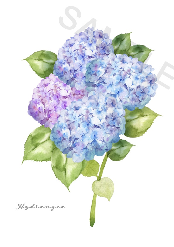 ６月３日の誕生花-紫陽花