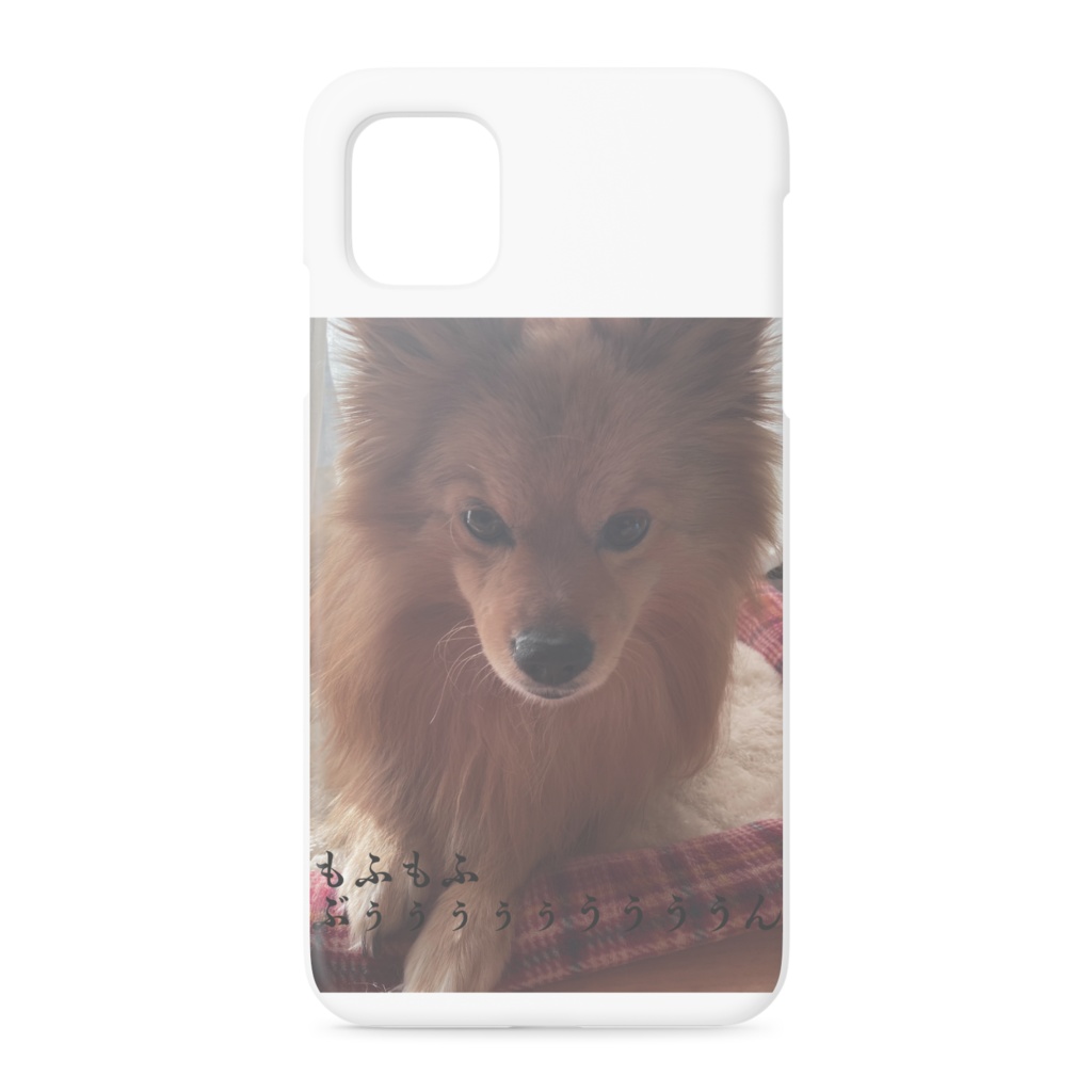 うちのポメラニアン