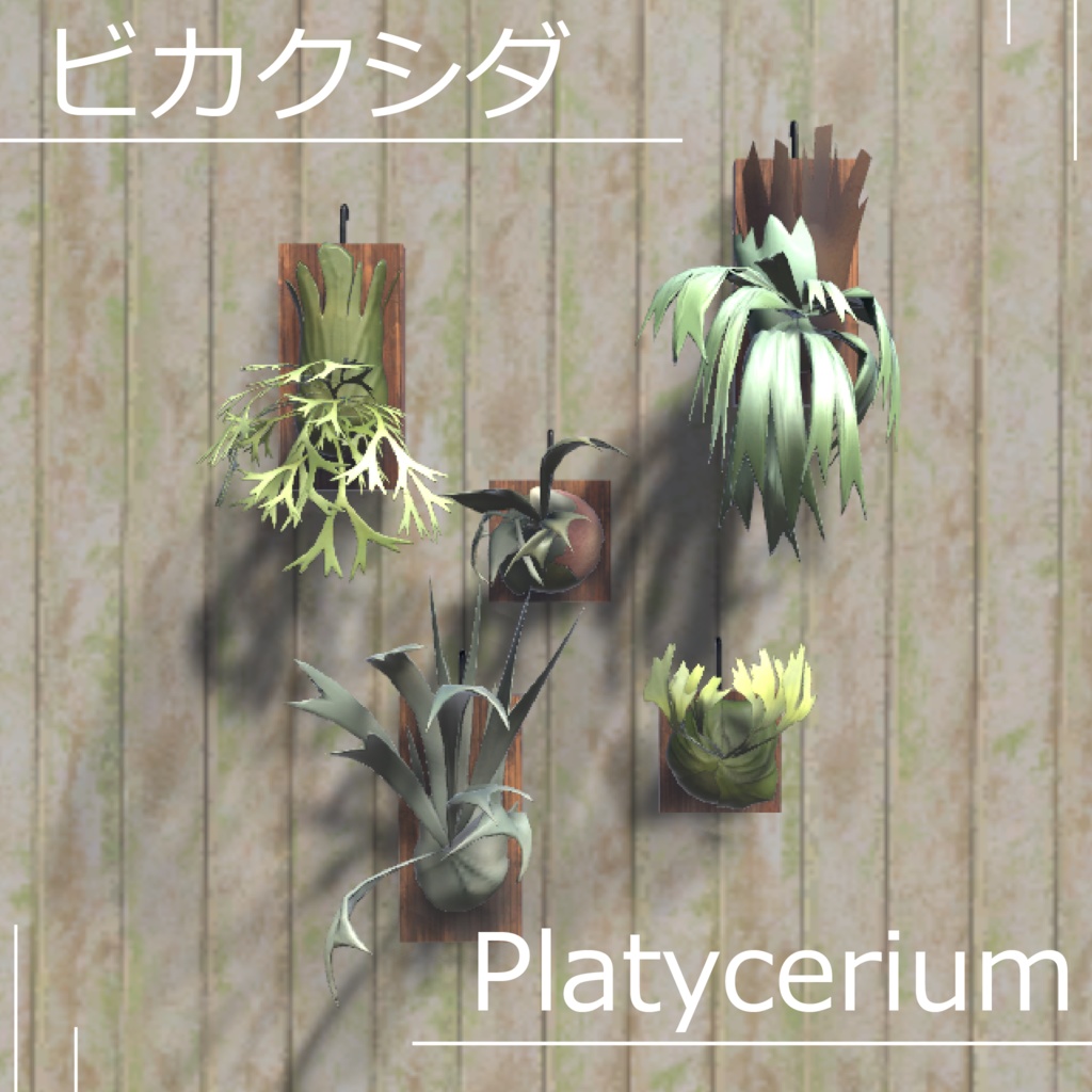 ビカクシダ [Platycerium]