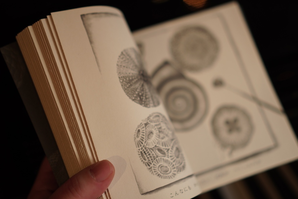 「わたしはしらない」(新版)まつむらまいこ