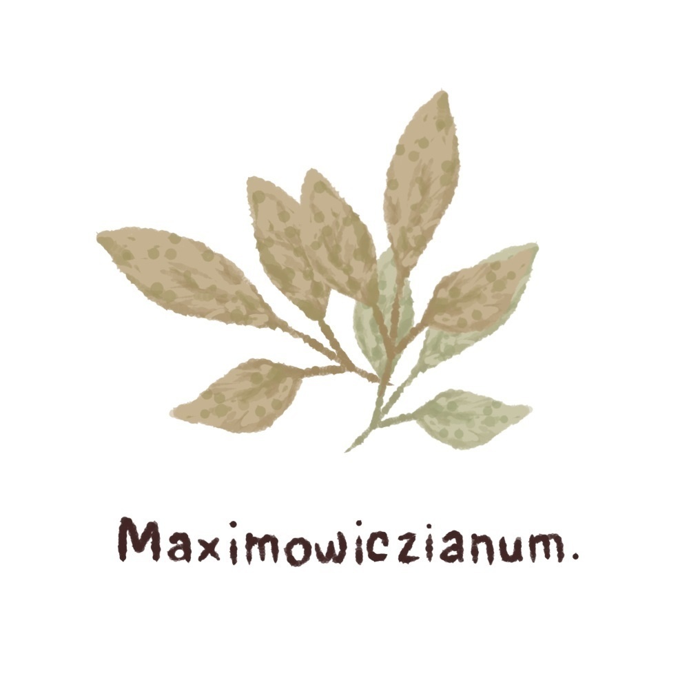 ハーブ・エッセンシャルオイル・スパイス・アロマの手描き風イラスト70種類プラスα【商用可能素材】